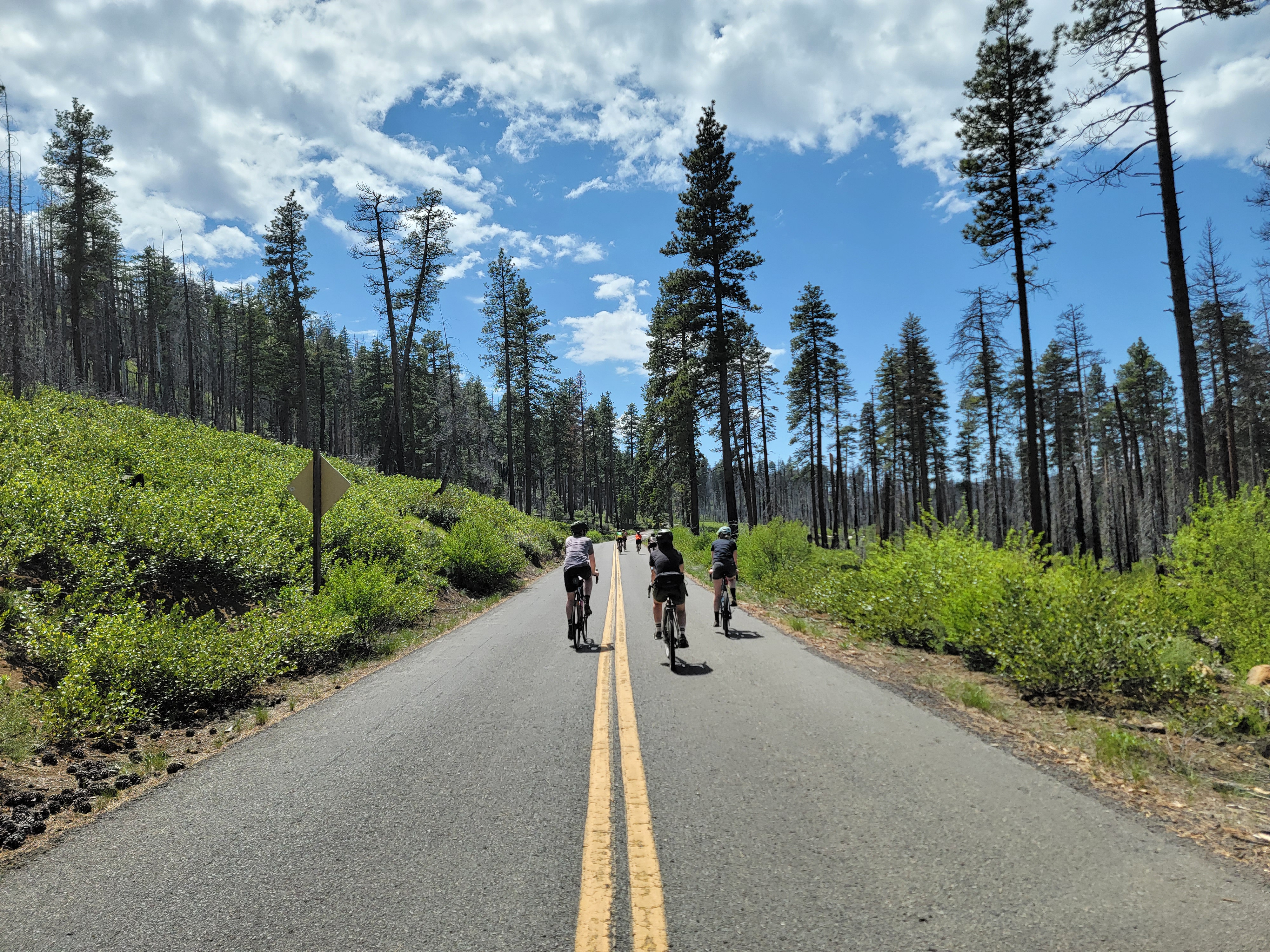 A picture taken from behind of 3 ciclist biking up the McKenzie Pass, blue skies and tall trees loom overhead